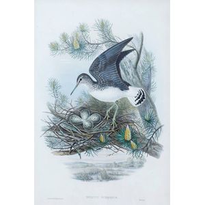 John Gould (1804-1881), Totanus Ochropus, lithograph, 51 x 35 cm