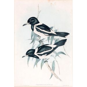 John Gould (1804-1881), Cracticus Picatus, lithograph, 48 x 34…