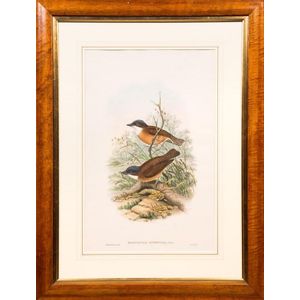 John Gould (1804-1881), Pachycephala Hyperythra' (Ruddy…