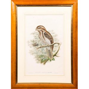 John Gould (1804-1881), Podargus Occellatus' (Ocellated…