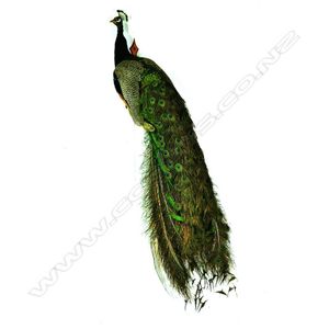 A taxidermy peacock, the full body mount perched upon a gnarled…