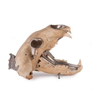 A silver mounted polar bear skull with gaping jaws and three…