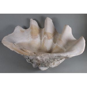 Jumbo Clam Shell - 60cm Width - Natural History - Industry Science ...