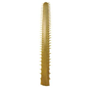 An old large sawfish bill, the 72 teeth naturally projecting…