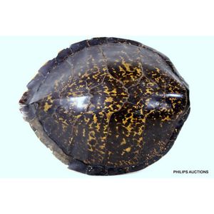 A vintage tortoise shell, 1940s, sourced Papua New, Guinea,…