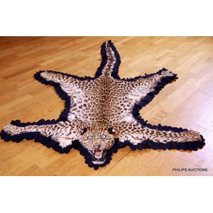 A leopard skin rug, mounted on brown felt and with a taxidermic…