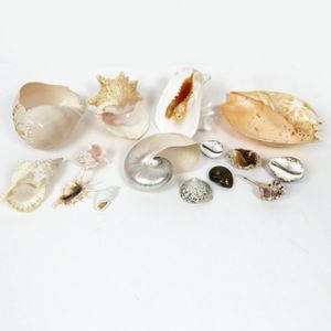 An impressive collection of Pacific seashells, including a…