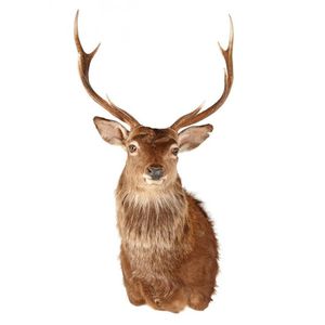 An Eight-Point taxidermy stag head, height 11.5 cm, width 68 cm,…