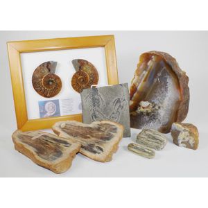 Collection of petrified wood & fossil stones including polished…