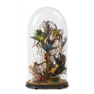 Past auction: VICTORIAN TAXIDERMIED BIRD SPECIMENS UNDER GLASS DOME late  19th century