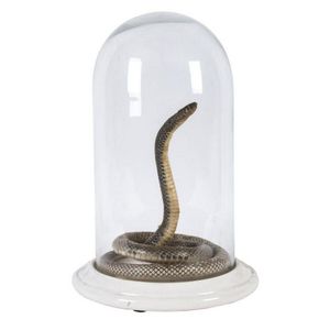 A taxidermy snake in glass dome on ceramic base, 19th/20th…
