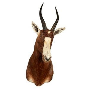 A vintage Taxidermed South African Bontebok, circa 1960s.…