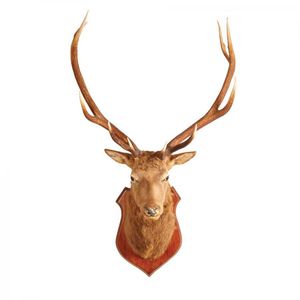 A large and impressive 10 point stag head, height 165 cm, width…