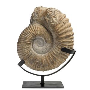 Ammonite, fossil from Cretaceous period, from Agadir Region,…