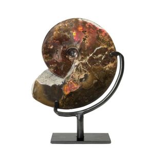 Opalescent Ammonite, Sphenodiscus splendens, from Creatceous…