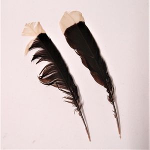 Two huia tail feathers, showing some distress. Lengths 19 cm…