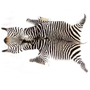Zebra skin, a well tanned example. Length 2700 (nose to tail),…