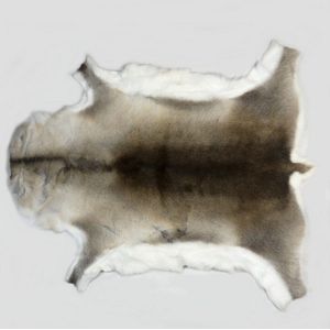 A reindeer hide rug, the pelt of soft brown and white tones,…