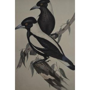 Original Gould print 'White-Backed Crow-Shrike' lithograph