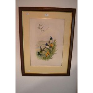John Gould, Oreotrochilus Chimborazo, hand coloured lithograph,…