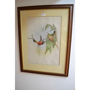 John Gould, Topaza Pyra no. 38, hand coloured lithograph,…