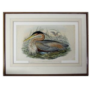 John Gould. 1803-81. Andrea Purpurea Linn Purple Heron.…