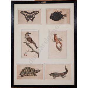 Six framed hand coloured engravings from George Shaw &…