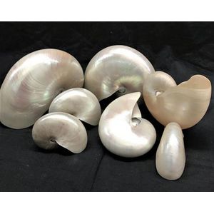Seven pearl Nautilus shells, the natural shells in various…