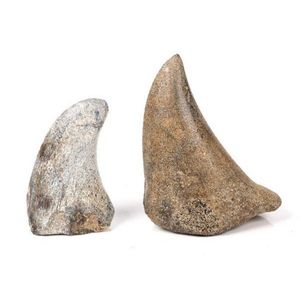 Stone artifacts in the shape of horns. Two stone artifacts in…