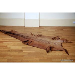 A crocodile skin with hornback skin. Provenance: Purchased from…
