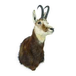 A chamois taxidermy trophy head mount, by O'Rouke's Taxidermy…