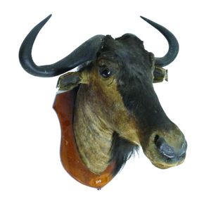 A taxidermy head of a Cape buffalo, glass eyes, shield mounted…