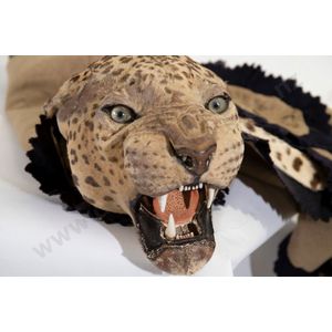 Vintage taxidermy leopard skin with head by van Ingen and van…