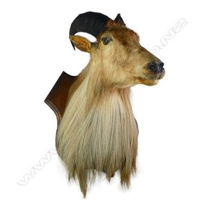 A taxidermy thar head, long chest hair, mounted on shield back…
