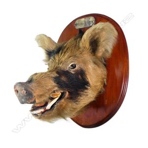 A taxidermy boar's head 'Humphrey', the oval moulded edge back…