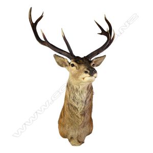 A taxidermy ten pointer red deer head, shoulder mount, width 90…