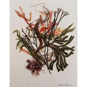 Seaweed: A similar range in two albums and loose; almost all…