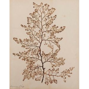 Seaweed: An old-time album into which numerous annotated…
