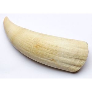 A whales tooth, length 16.5 cm of large proportion, light marks…