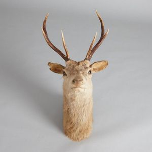 A Six-Point taxidermied stag head, height 87 cm, width 41 cm,…