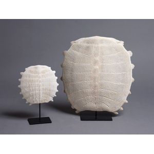 Two white tortoise shells, on stands, largest height 41 cm