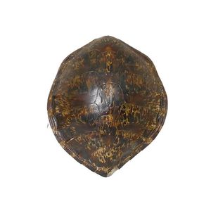 A large turtle shell, the thirteen plates displaying rich…