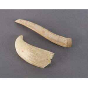 A walrus tusk and sperm whale's tooth, 19th century, 21 cm and…