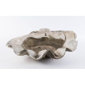 A giant clam shell, late 19th early 20th century, 76 cm across