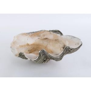 A giant clam shell, early 20th century, 48 cm across