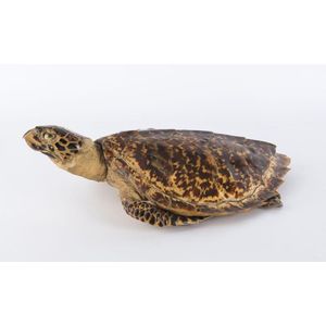A taxidermy sea turtle, 19th/20th century, 47 cm long
