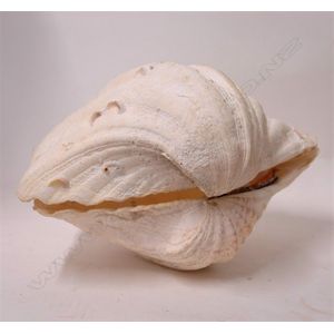 A pair of small/medium size giant clam shells, width 30 cm.