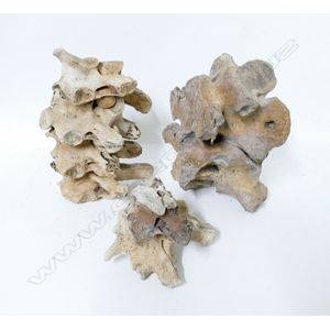 A collection of eight moa vertebrae bones, good condition with…