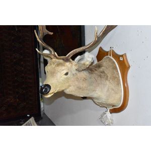 Taxidermy six-point shoulder mount deer on shield mount back