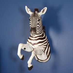A shoulder mount Burchells zebra, sourced ethically, height 130…